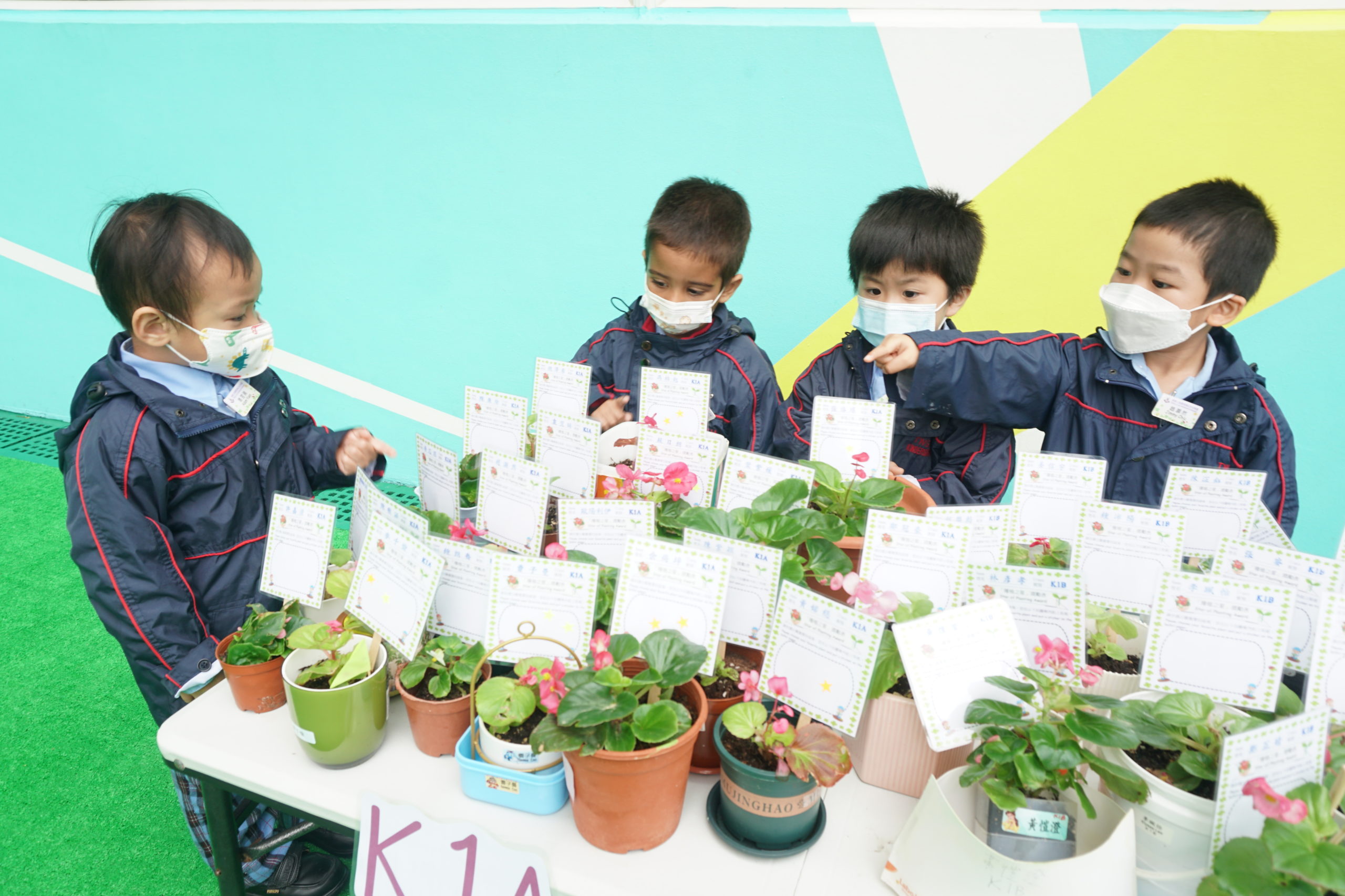 「齊齊學種蜆肉秋海棠」賞花活動